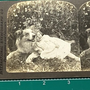 Toddler Girl Protective Collie Dog Play Stereoview Flowers Child Portrait 1903 - Picture 1 of 6