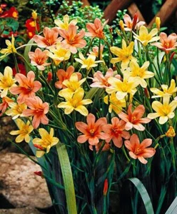 Homeria Mixed' Fairy Cups' Sommer Glühbirnen Pack x15 - Bild 1 von 2