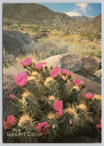 Postcard Desert Color Hedgehog Cactus Arizona Echinocereus triglochidiatus - Picture 1 of 2