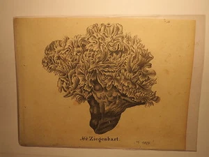 Ziegenbart - Koralle / Druck 1827 - Picture 1 of 1