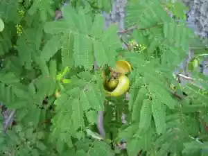 25 semi di Caesalpinia coriariaria, semi di albero Divi Divi, semi di albero di sommacco americano - Foto 1 di 5
