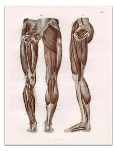 Anatomy SKELETON MUSCLES PELVIS LEG FEET (BACK VIEW) Vintage 22x17" Art Print - Picture 1 of 2