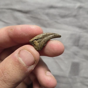 Ultra Raro Troodon Garra de Mano Terópodo Dinosaurio Hueso Lanza Fm Wyoming Raptor - Imagen 1 de 3