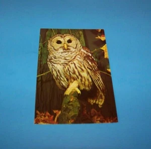 Barred Owl Vintage Postcard from Nature Press - Picture 1 of 2
