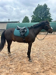 Horse Masters Cotton Square Schabracke - Bild 1 von 14
