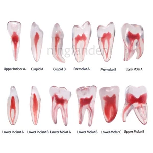Modelo de Entrenamiento Dental, Dientes 3D con Raíz Curvada, 12 Tamaños, ECA Endo Practice - Imagen 1 de 92