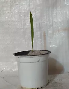 Canary Island Date, Pineapple Palm, Phoenix Canariensis in a 13cm - 1Litre Pot - Picture 1 of 2