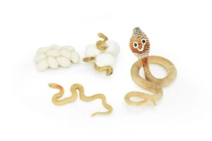 Cobra Life Cycle Figure, Educational, Realistic Plastic Toy Snake Model, Set 4 - Picture 1 of 10