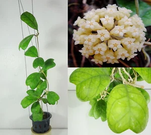 Hoya Deykeae, 15 Inches Healthy Mature Plant, RARE - Picture 1 of 6