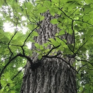10 Seeds American Elm, American Elm - Picture 1 of 2