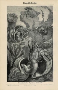 Tafel EINSIEDLERKREBSE Original-Holzstich 1889 - Picture 1 of 1