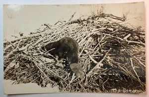 The Beaver Animals RPPC - Picture 1 of 2
