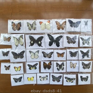 Seltene 20 Stück echte Schmetterling Exemplare mit ausgebreiteten Flügeln, jedes Unikat - Bild 1 von 9