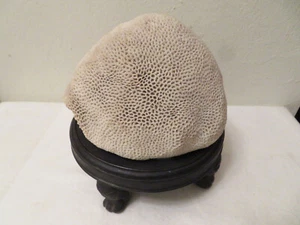 Vintage Large Brain Coral w Footed Dark Wood Stand - Picture 1 of 8