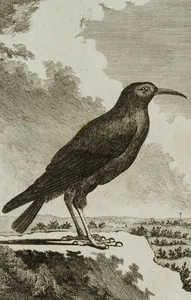 Darstellung eines Vogels, Alpenkrähe, 1838, KSt. Romantik Unbekannt (19.Jhd) - Picture 1 of 7