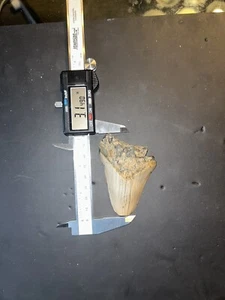 3.1 INCH REAL MEGALODON SHARK TOOTH BIG FOSSIL GENUINE PREHISTORIC MEG TEETH - Picture 1 of 2