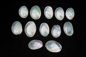 12 Pearly 'Ormer' Abalone seashells - Picture 1 of 3