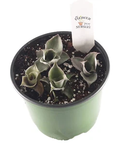 FlowerPotNursery Silver Leaved Earth Star Cryptanthus argyrophyllus 6" Pot Rare - Picture 1 of 4