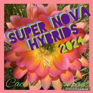 Cactus Super Nova Hybrids. 180+ Seeds. 2024 Cacti Seeds - Picture 1 of 1