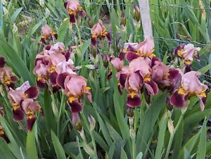 Tall Bearded Iris historic 19 'Indian Chief'  pre-sale,  shipping starts in July