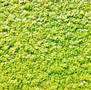 DUCKWEED indoor grown over 2000 -  Aquatic Live Plants  SUPER PRICE!!!!!! - Picture 1 of 4