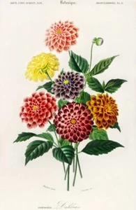 Cuadro póster arte pared impresión flor dalia Charles Dessalines D' Orbigny - Imagen 1 de 6