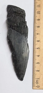 Fossil MEGALODON Shark Tooth Fragment (#F7020) - Picture 1 of 1