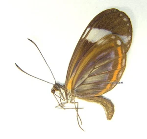 Mariposa/Pieridae sin montar - Dismorphia theucharila fortunata, F, México - Imagen 1 de 1