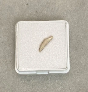 Porpoise Tooth from Shark Tooth Hill - Ernst Quarry: Bakersfield, California - Picture 1 of 3