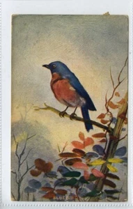 (Gd1056) Bluebird, USA Birds 1911 - Picture 1 of 4