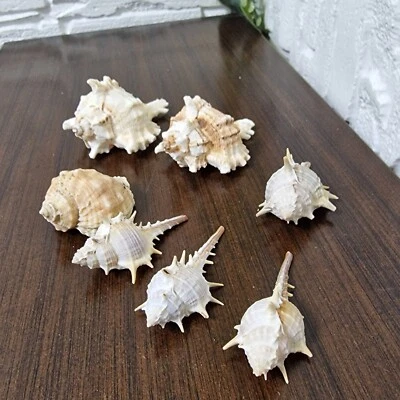 7 Murex Meeresschneckenhäuser - Trapa & Ramosus - seltenes natürliches Meeresdeko mit Stacheln - Bild 1 von 4