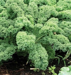 👩🌾 30+ Samen Grünkohl "Dwarf Green Curled", Samenfest - Bild 1 von 3