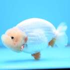 Live Fancy Goldfish Red White Buffalo Ranchu 5 inches (240517_RC04)
