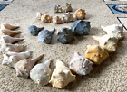 Lot of Natural Florida Sea Shells - beach wedding nautical decor crafts