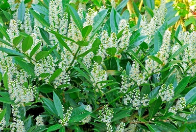 Set 10 Cherry Laurel Live Plants - 6-12" Tall - 2.5" Pot - Evergreen - Zones 6-9 - Image 1 of 4