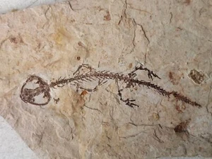 Fósiles paleontológicos únicos y auténticos - Imagen 1 de 5