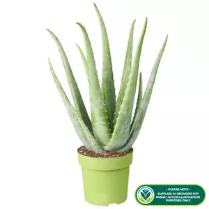 Medicinal Aloe Vera Therapeutic Indoor Office Plant In Pot - Picture 1 of 2