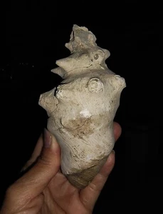 ¡INCREÍBLE AMONITA!! FOSSIL SEA, GASTROPODA STROMBIDAE, DE INDONESIA, 115MM - Imagen 1 de 7