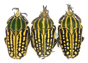 Unmounted beetle/Cetoniidae - Chelorrhina savagei, 3 males, TRIO - Imagen 1 de 1