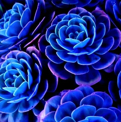===SUCCULENT== SS0074 Living Stones Flower Succulent Cactus Rare Succulent seeds - Image 1 of 4