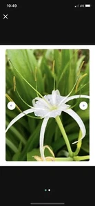 White Southern Spider Lily Hymenocallis Bulb~perennial - Picture 1 of 1