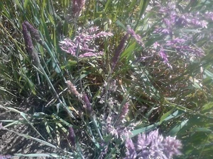 Phalaris Arundinacea (Reed Canary Grass) 50 seeds - Picture 1 of 1