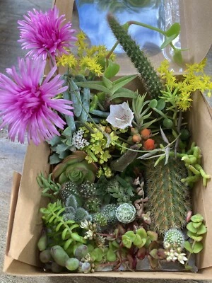 Cacti Cuttings Cactus  Succulent Collectors Echinopsis Euphorbia Pack Special - image 1 of 4