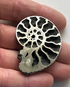 Kosmoceras (Lobokosmoceras) proniae (Teisseyre, 1883) Fossil Ammonite - Picture 1 of 17
