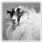 2 x Square Stickers 10 cm - Scottish Blackface Sheep  #35431