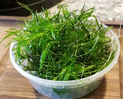 1 Cup Guppy Grass Live Aquarium Plant Buy 2 Get 1 Free - Image 1 of 4