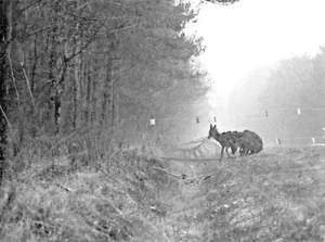 PHOTO DE CHASSE LE PANNEAUTAGE DU GIBIERS A CHAMBORD VERS 1985 - Imagen 1 de 3