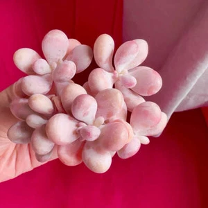 🇬🇧UK Pink Succulents Live Plant 4-5 Years Big Very Rare Graptopetalum amethyst - Picture 1 of 36