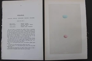 Birds, Nests, Eggs, F.O.Morris, 1875 - Picture 1 of 3