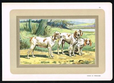 Porcelaine Hound (Chien de Porcelaine) - antiker französischer Hundedruck um 1900 - Bild 1 von 4